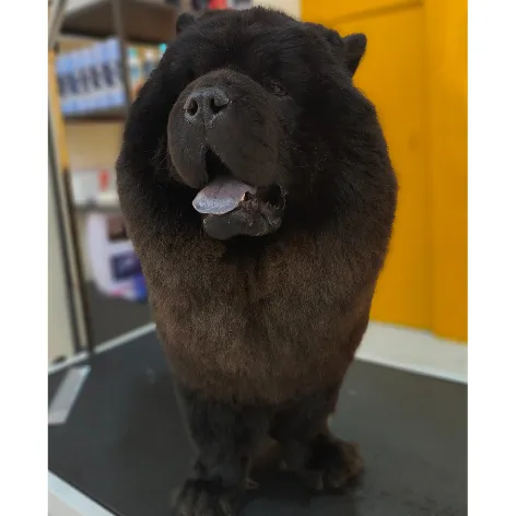 Chow Chow after grooming